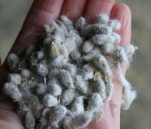 cotton-seed